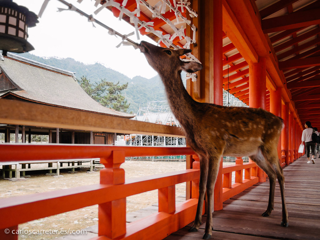 Ciervo sagrado en Itsukushima - Miyajima