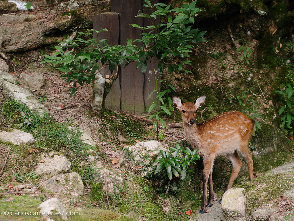 Ciervo sagrado en el bosque de Utsukushima - Miyajima