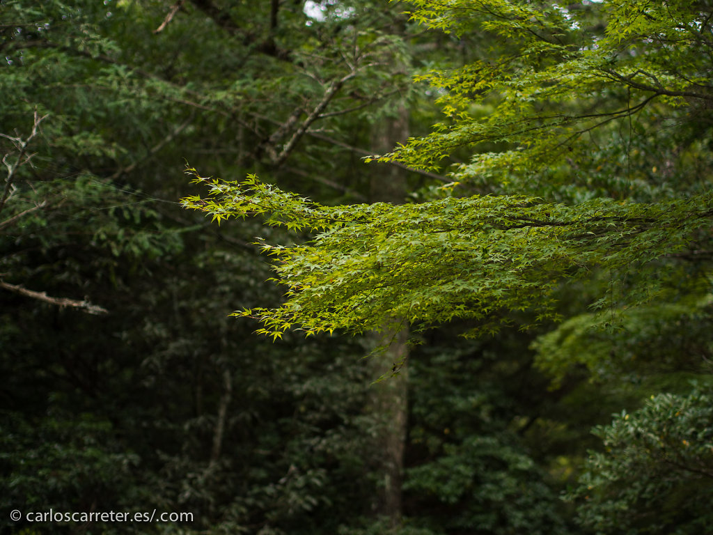 Bosque de Utsukushima - Miyajima