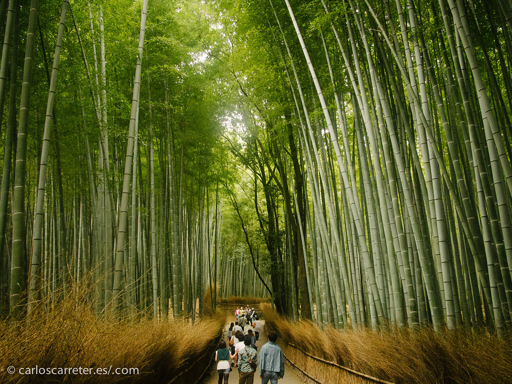 Bosque de Bambú de Arashiyama - Kioto